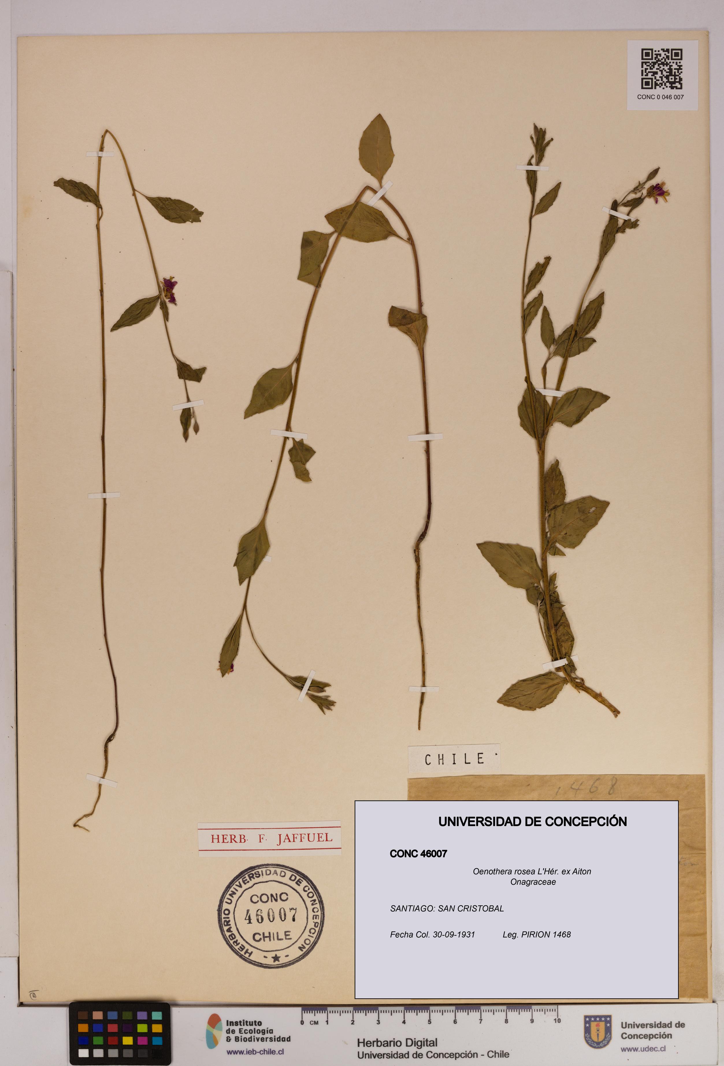 Oenothera rosea [Espécimen: UDEC:CONC:0046007]