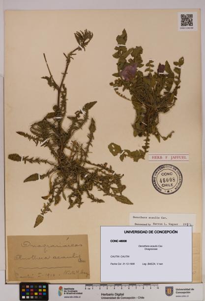 Oenothera acaulis [Espécimen: UDEC:CONC:0046008]