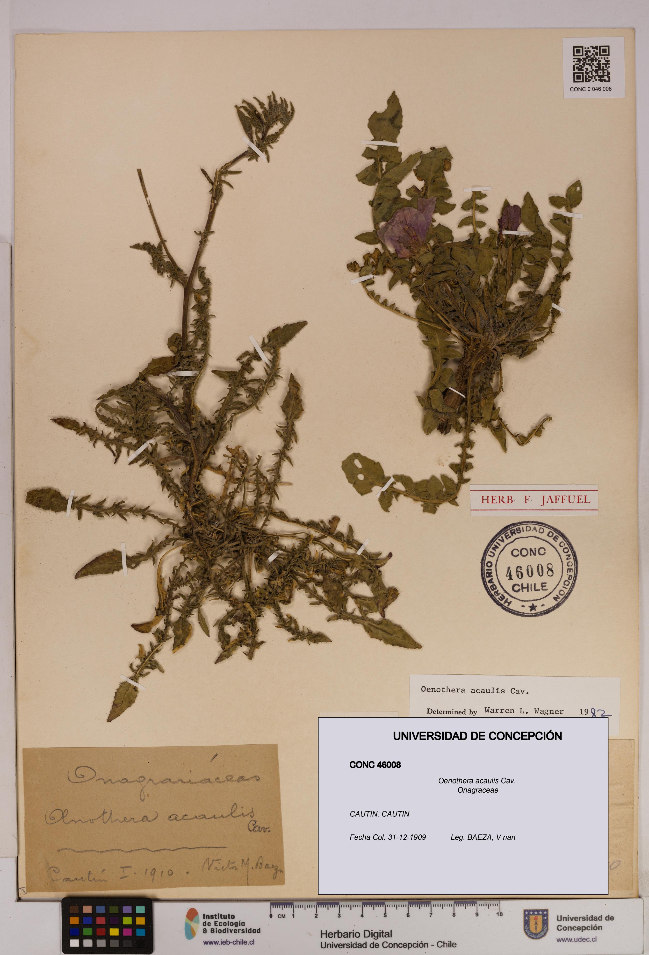 Oenothera acaulis [Espécimen: UDEC:CONC:0046008]