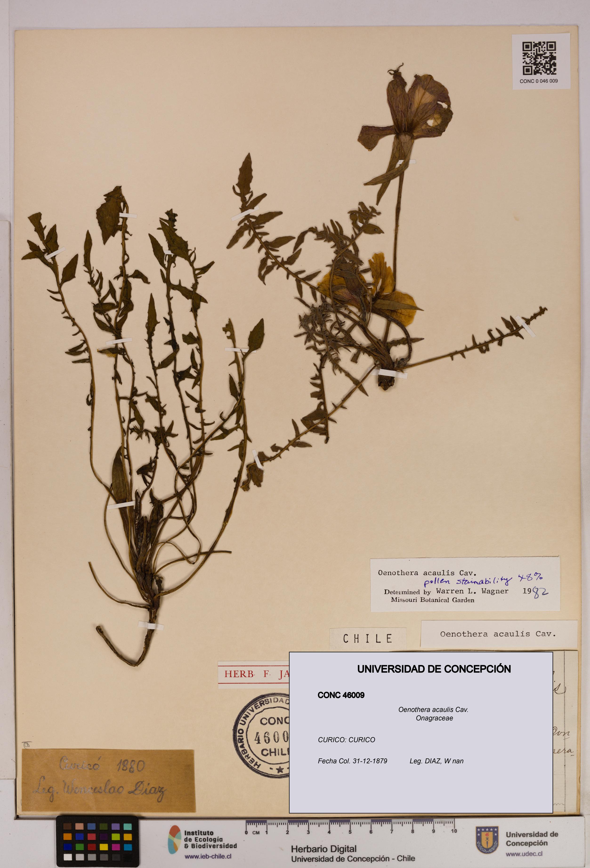 Oenothera acaulis [Espécimen: UDEC:CONC:0046009]