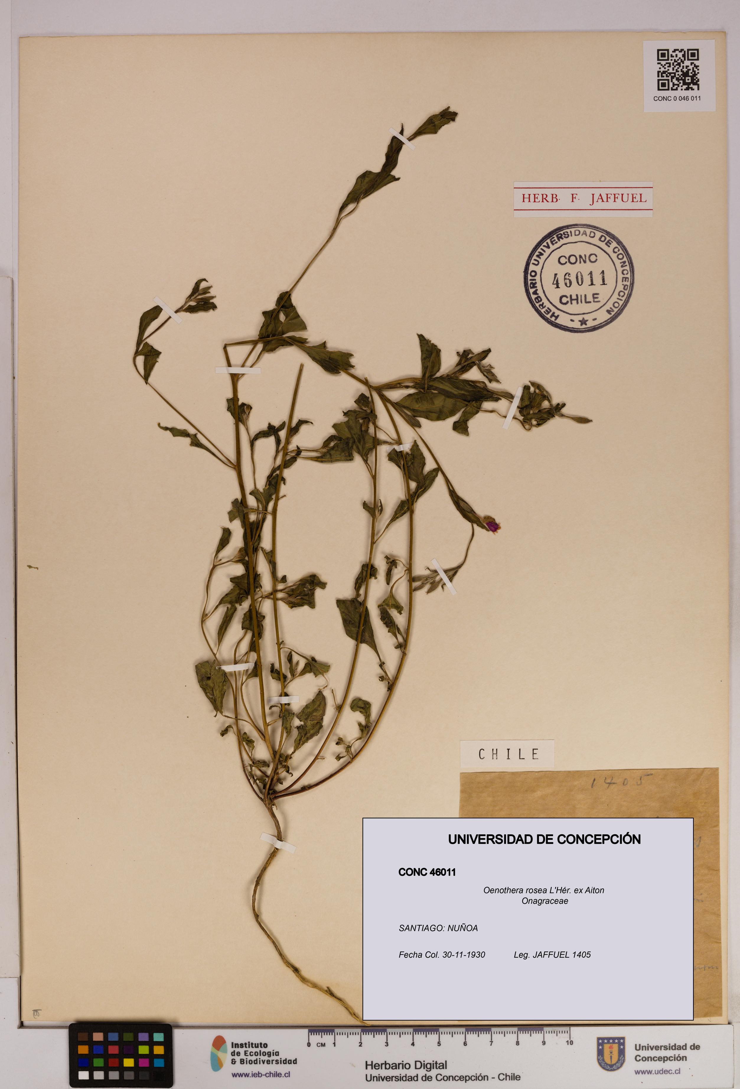 Oenothera rosea [Espécimen: UDEC:CONC:0046011]