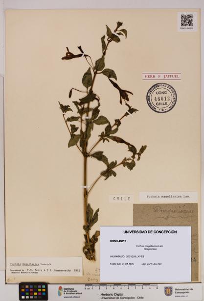 Fuchsia magellanica [Espécimen: UDEC:CONC:0046012]