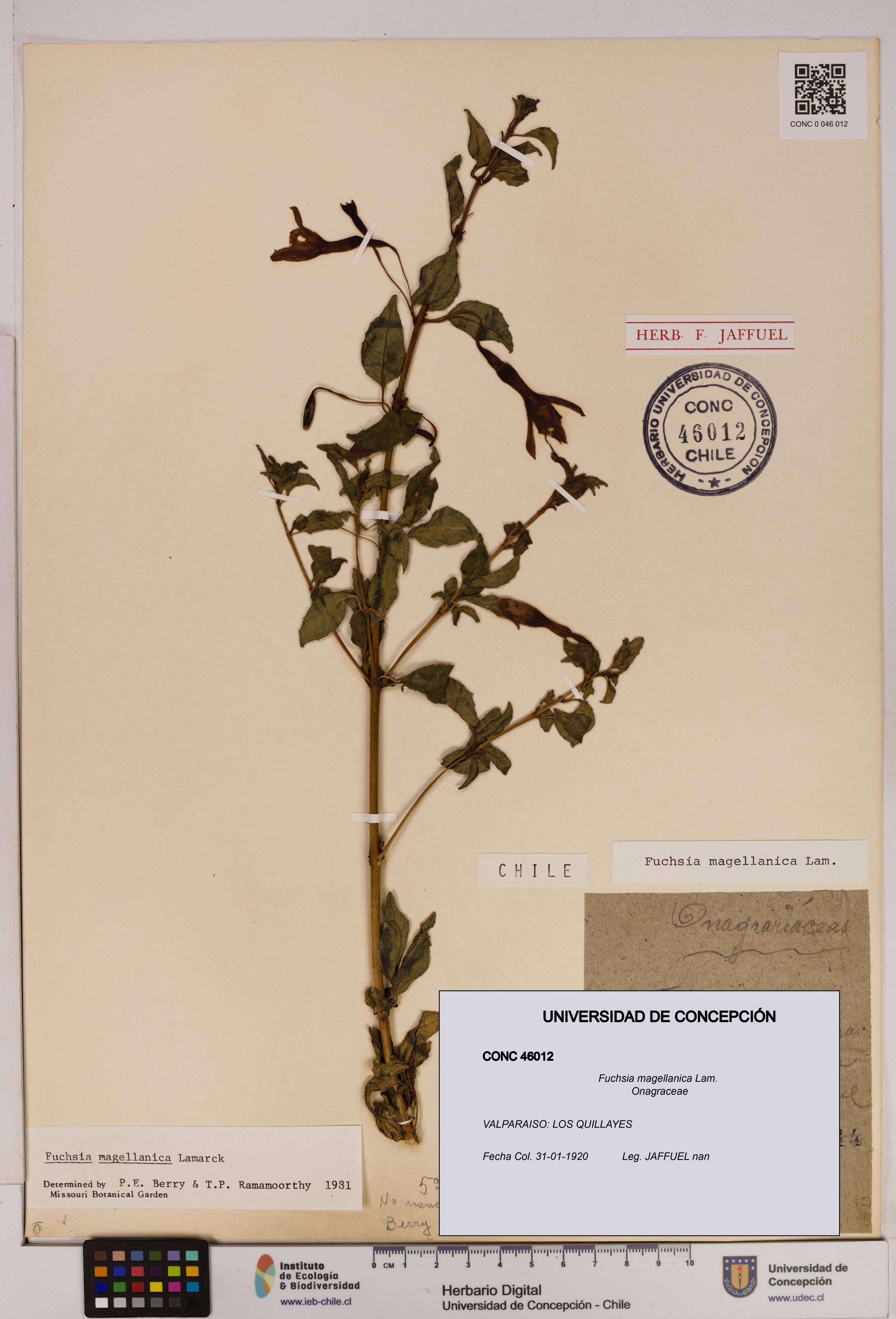 Fuchsia magellanica [Espécimen: UDEC:CONC:0046012]