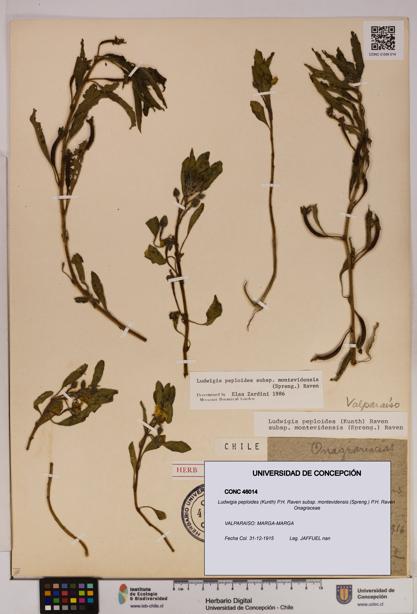 Ludwigia peploides [Espécimen: UDEC:CONC:0046014]