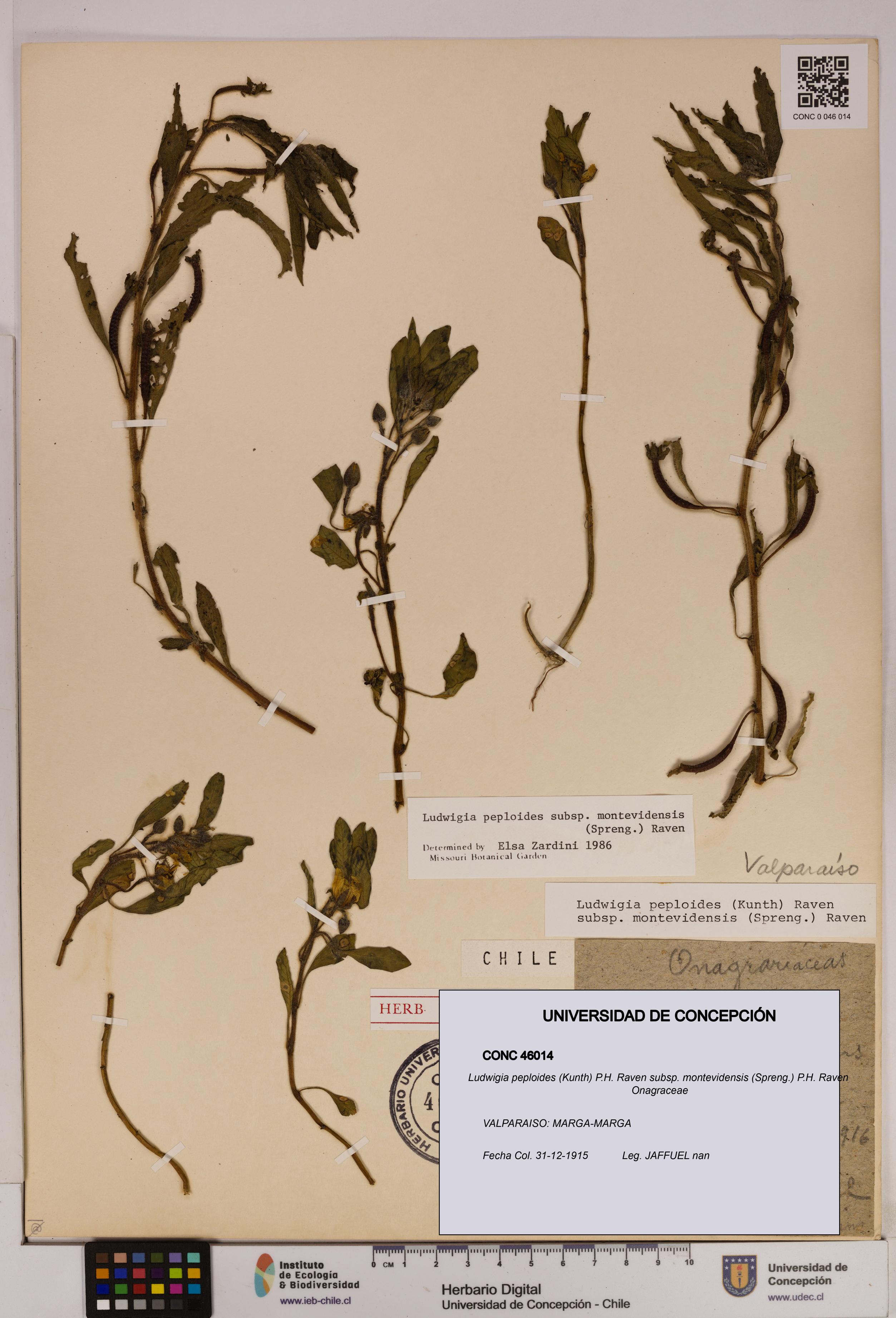 Ludwigia peploides [Espécimen: UDEC:CONC:0046014]
