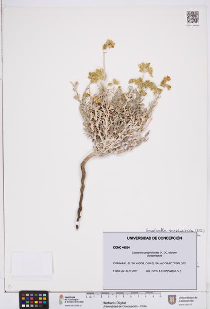Cryptantha gnaphalioides [Espécimen: ]