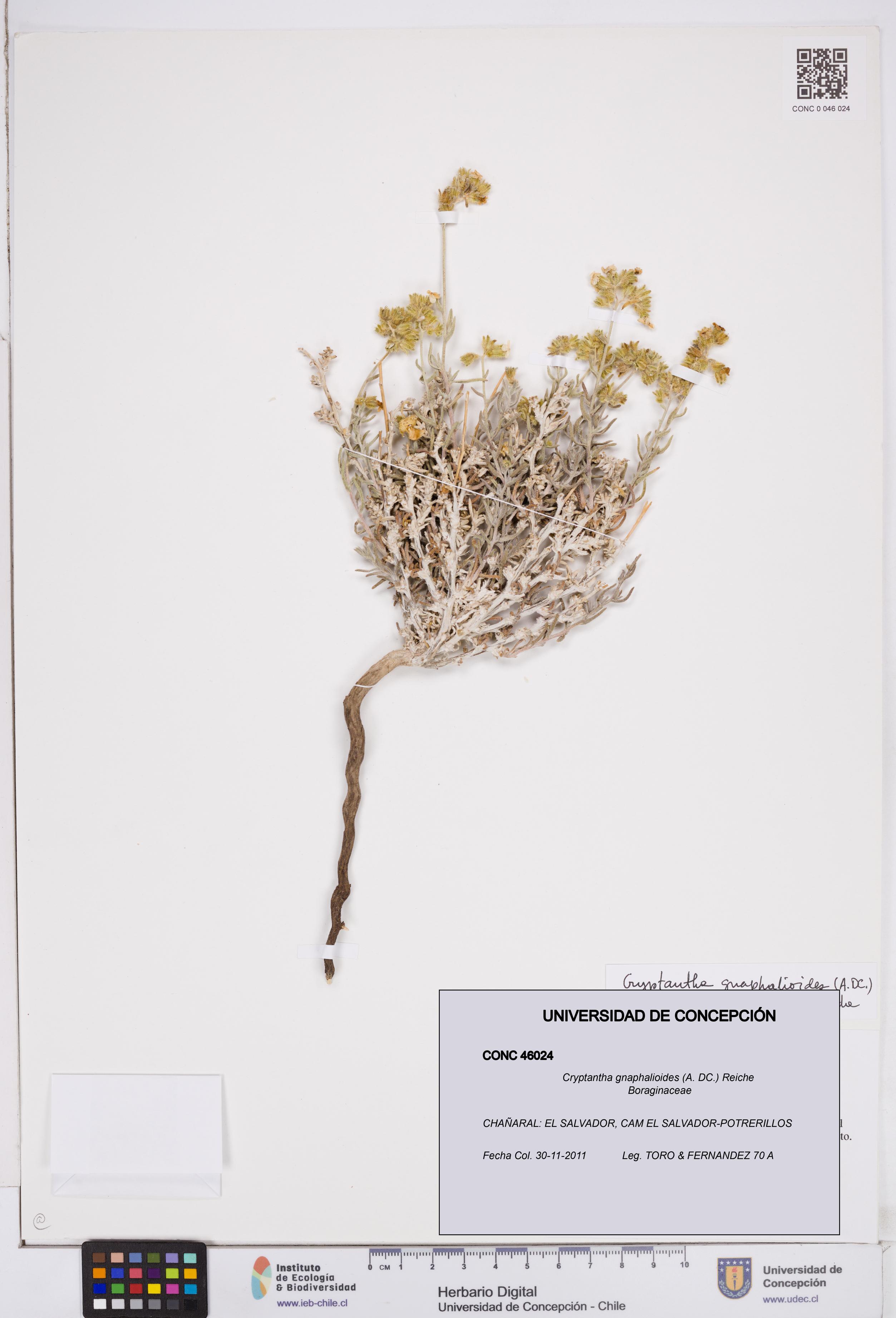 Cryptantha gnaphalioides [Espécimen: ]