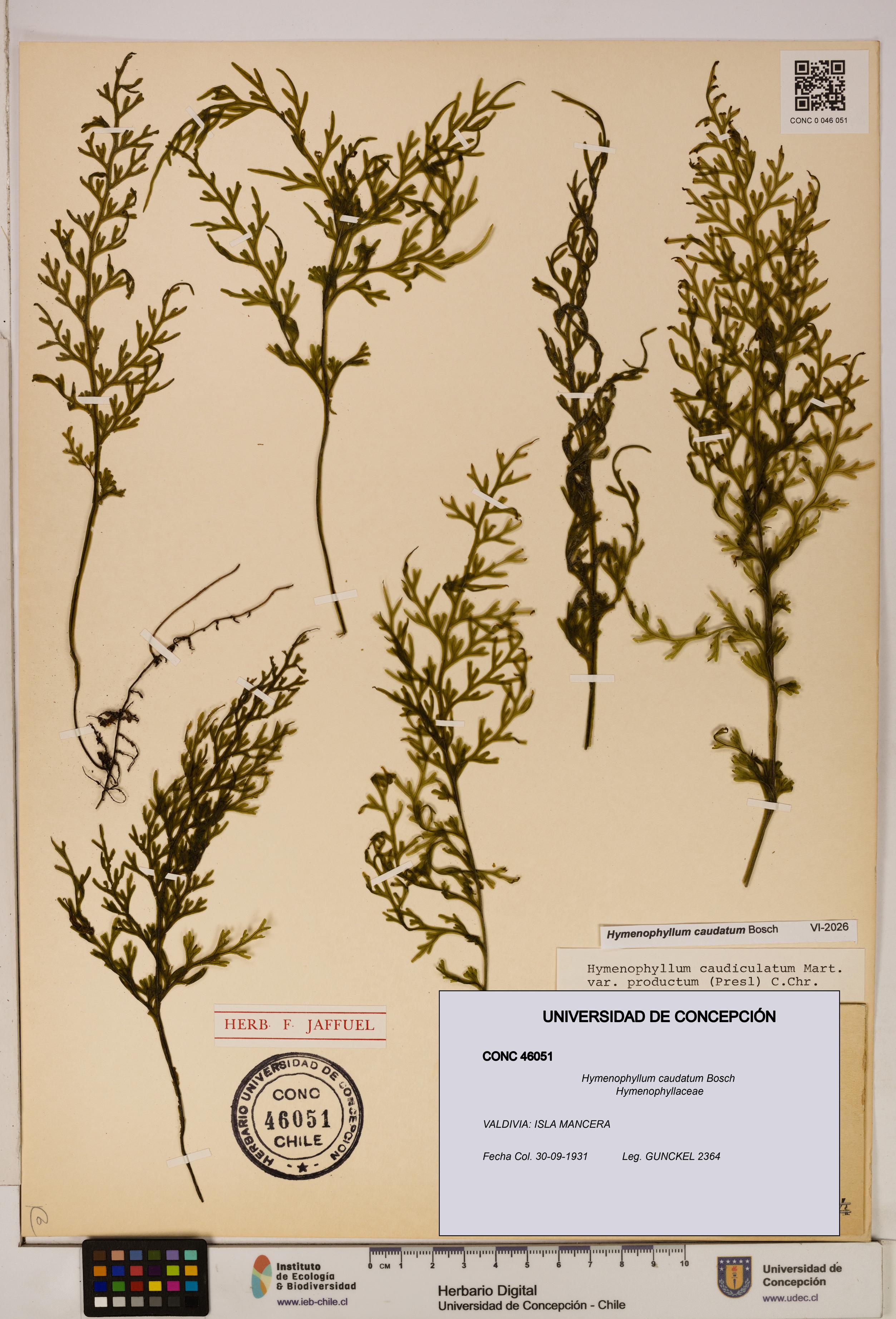 Hymenophyllum caudatum [Espécimen: UDEC:CONC:0046051]