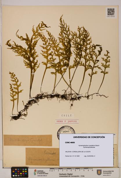 Hymenophyllum caudatum [Espécimen: UDEC:CONC:0046053]