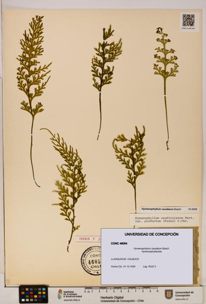 Hymenophyllum caudatum [Espécimen: UDEC:CONC:0046054]