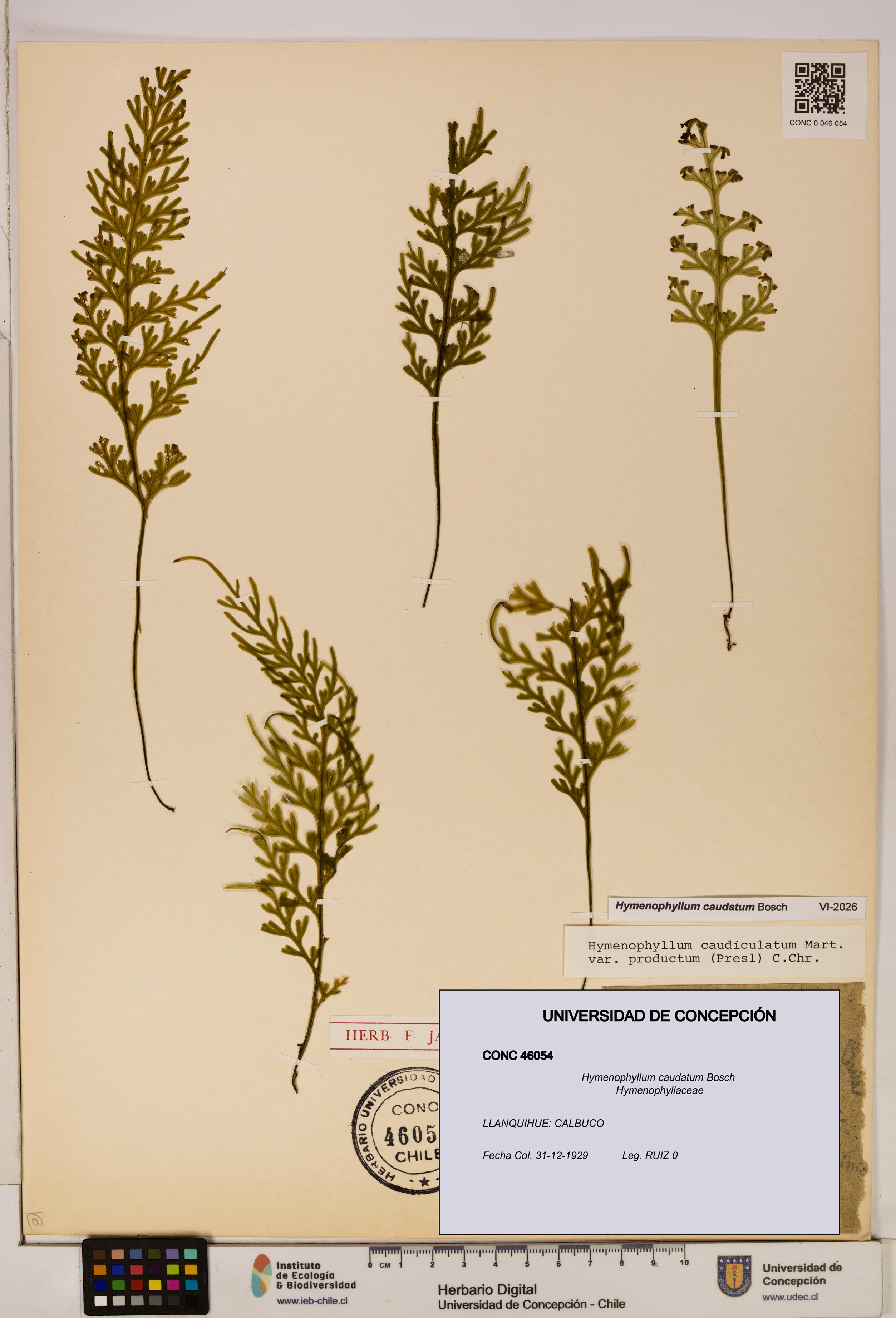 Hymenophyllum caudatum [Espécimen: UDEC:CONC:0046054]