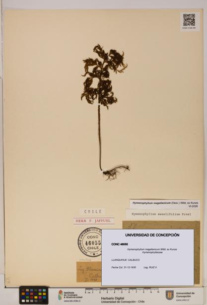 Hymenophyllum magellanicum [Espécimen: ]