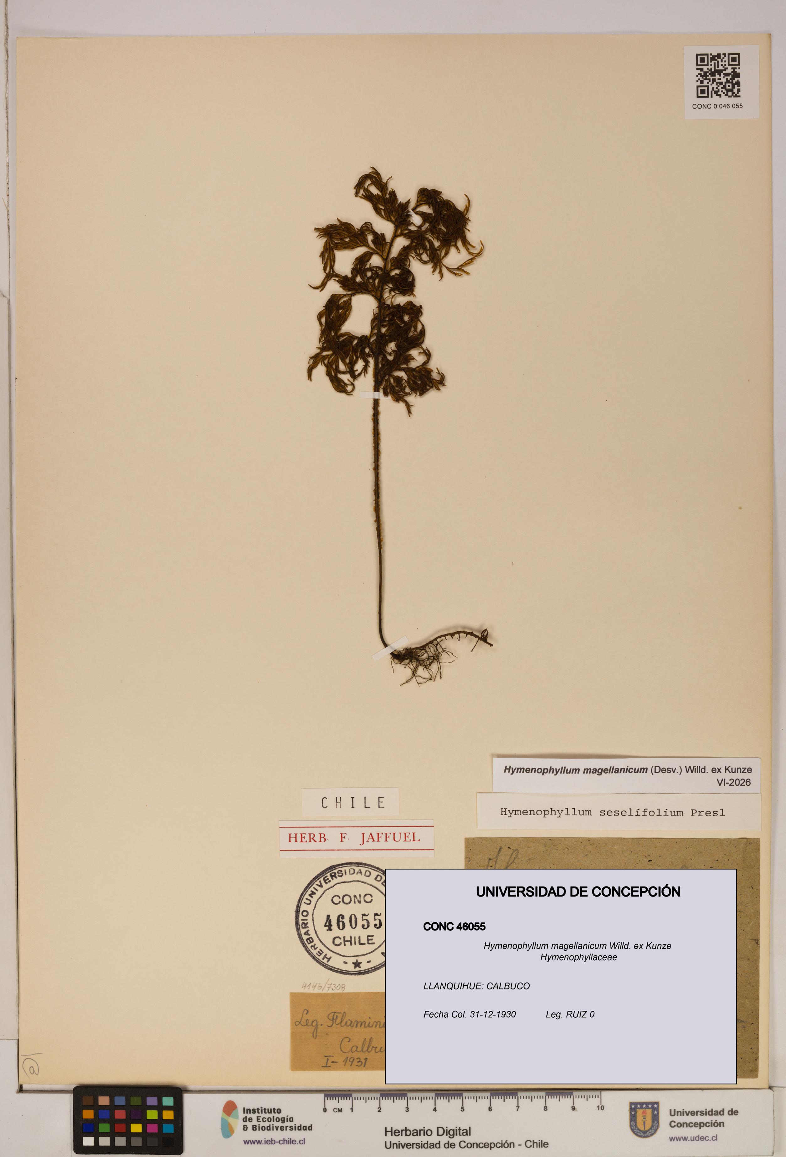 Hymenophyllum magellanicum [Espécimen: ]