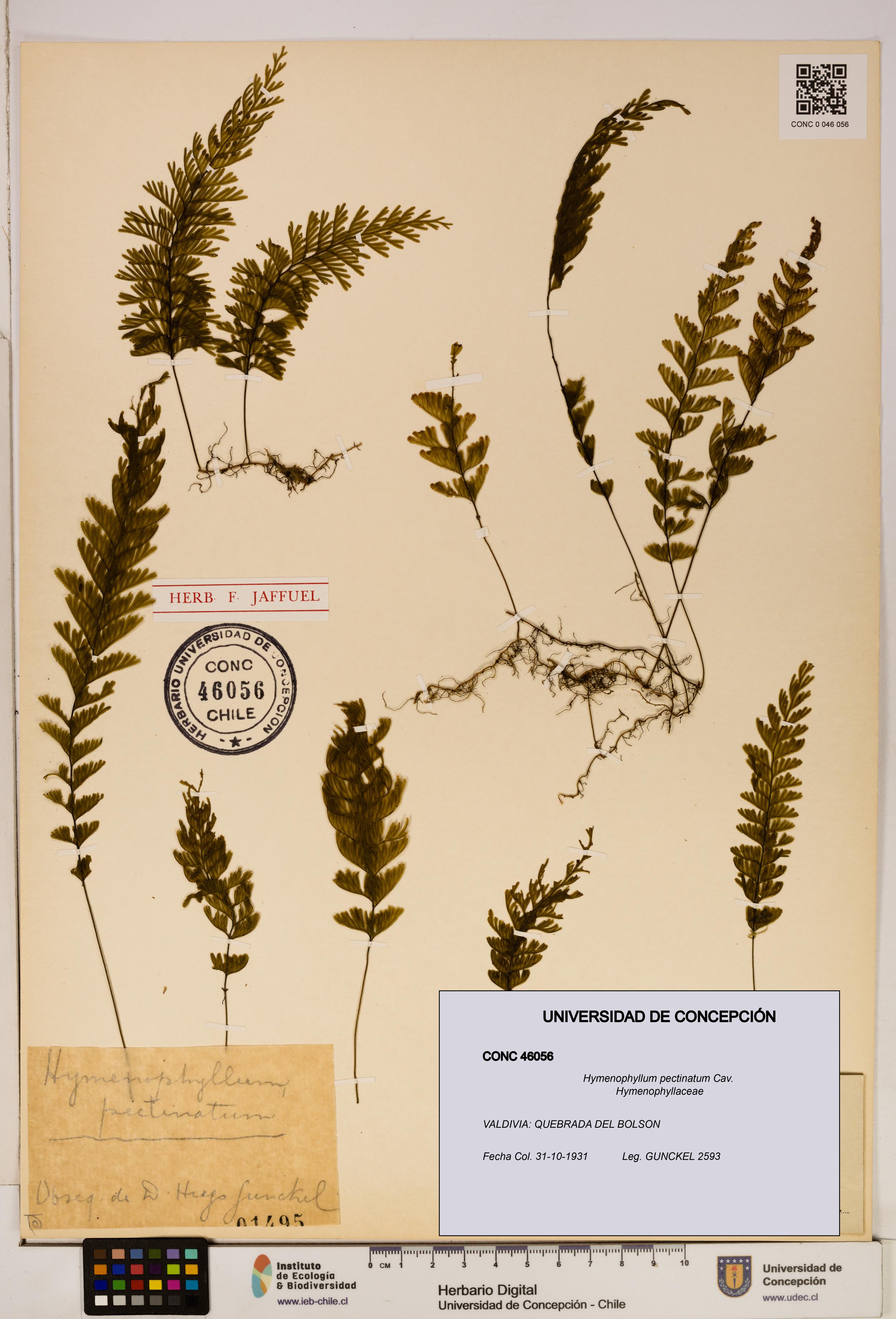 Hymenophyllum pectinatum [Espécimen: ]