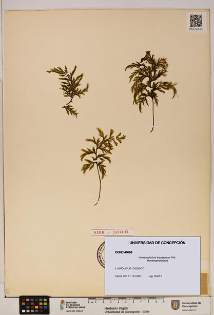 Hymenophyllum krauseanum [Espécimen: ]