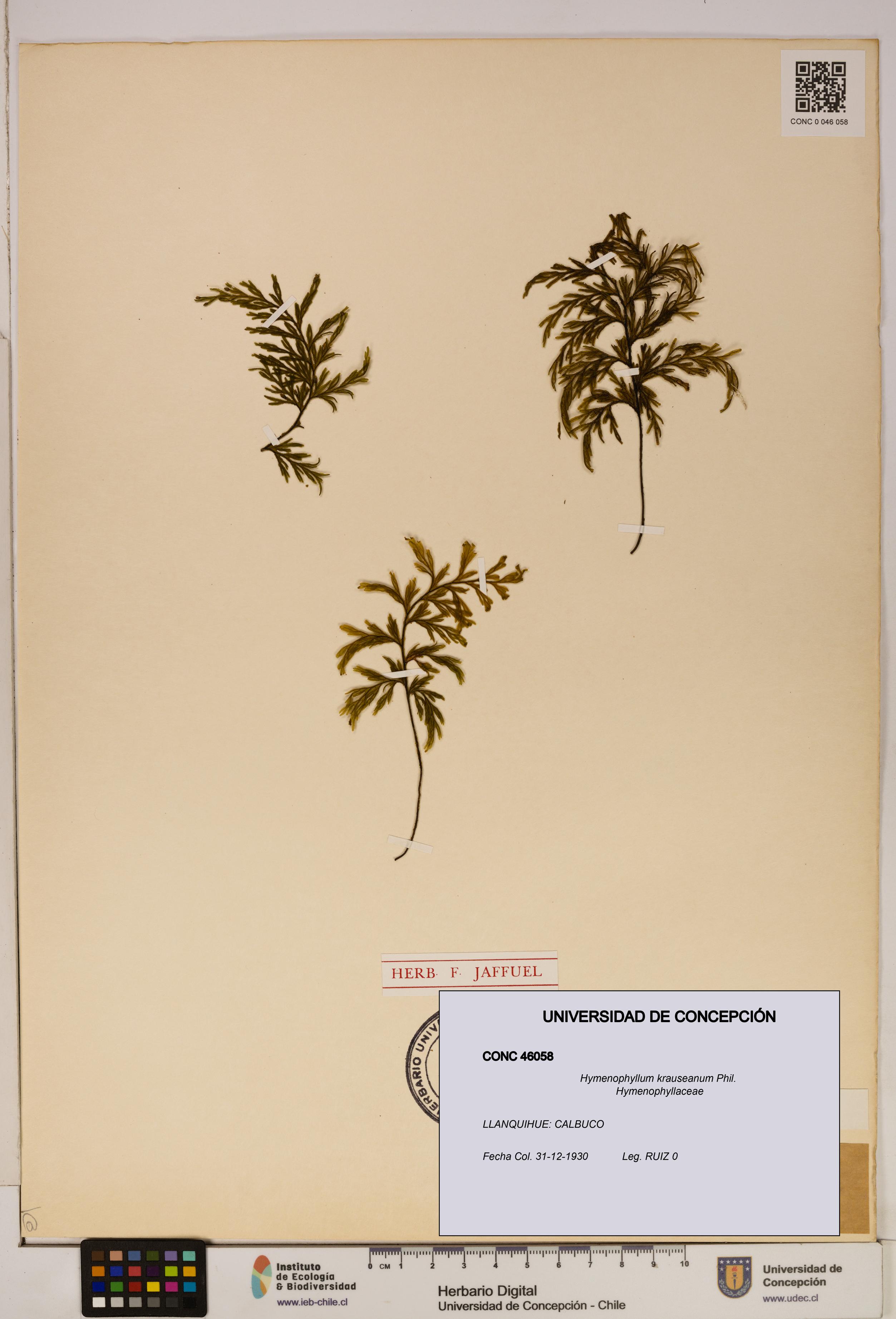 Hymenophyllum krauseanum [Espécimen: ]