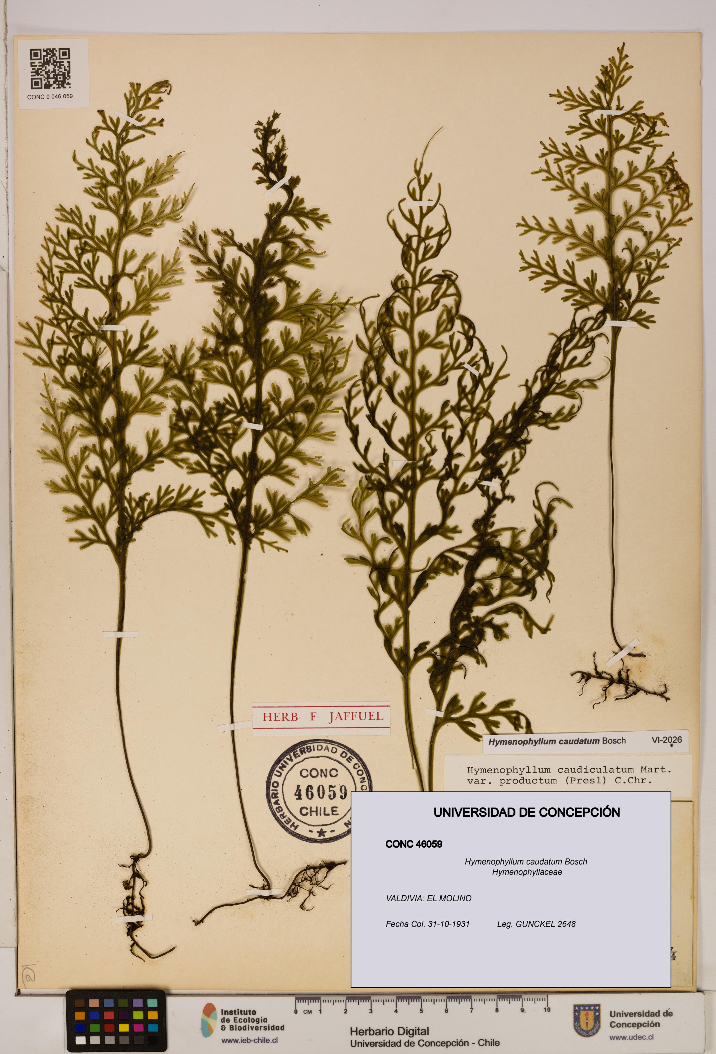 Hymenophyllum caudatum [Espécimen: UDEC:CONC:0046059]