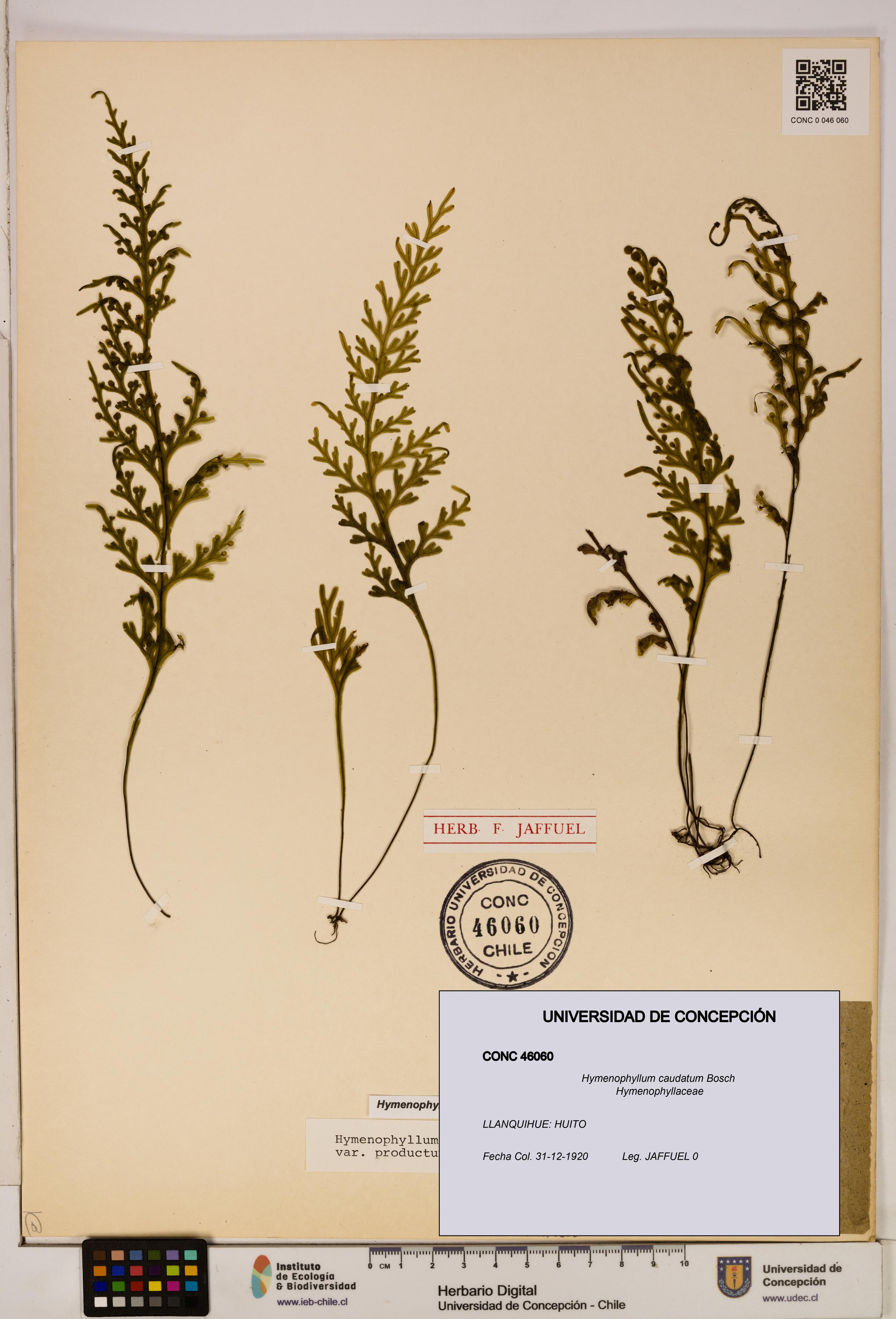 Hymenophyllum caudatum [Espécimen: UDEC:CONC:0046060]