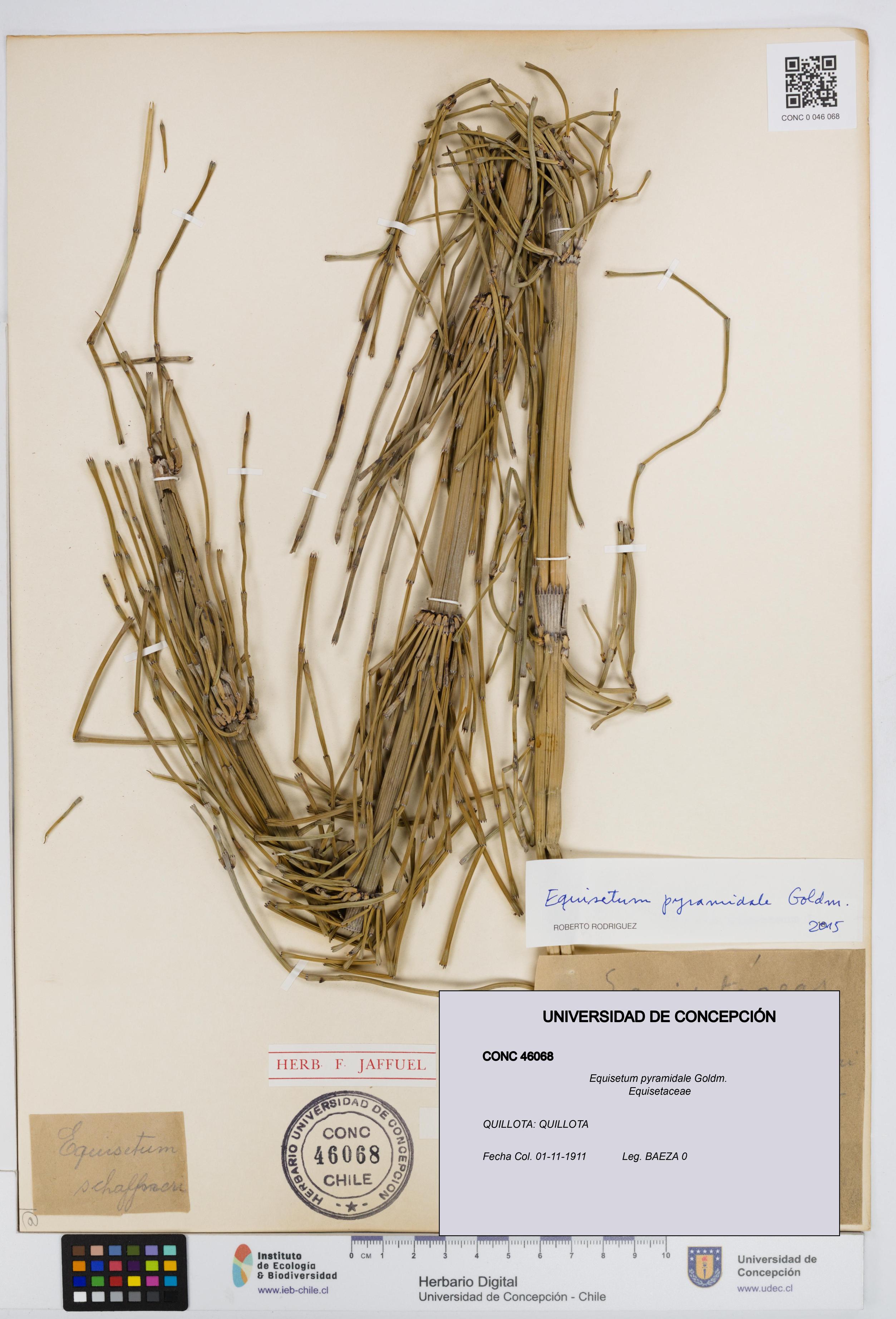 Equisetum giganteum [Espécimen: UDEC:CONC:0046068]