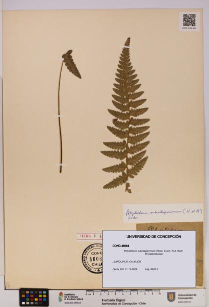 Polystichum subintegerrimum [Espécimen: UDEC:CONC:0046084]