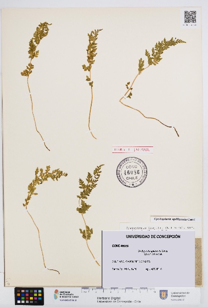 Cystopteris apiiformis [Espécimen: UDEC:CONC:0046086]
