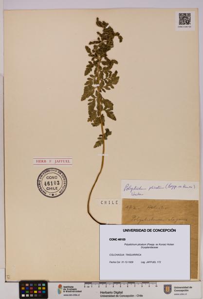 Polystichum plicatum [Espécimen: UDEC:CONC:0046103]