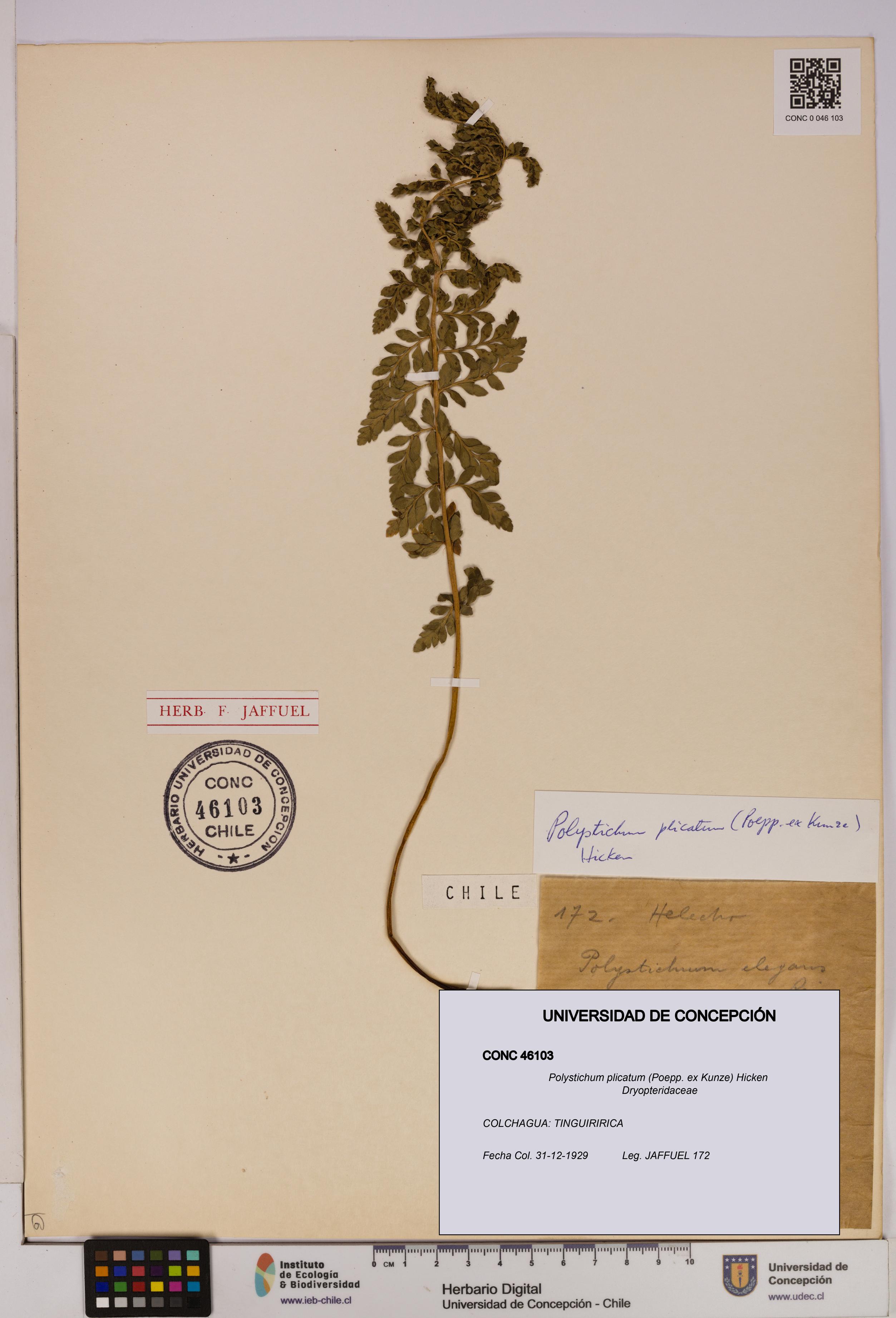 Polystichum plicatum [Espécimen: UDEC:CONC:0046103]