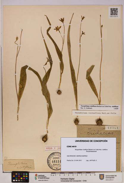 Tecophilaea violiflora fma. violiflora [Espécimen: UDEC:CONC:0046151]