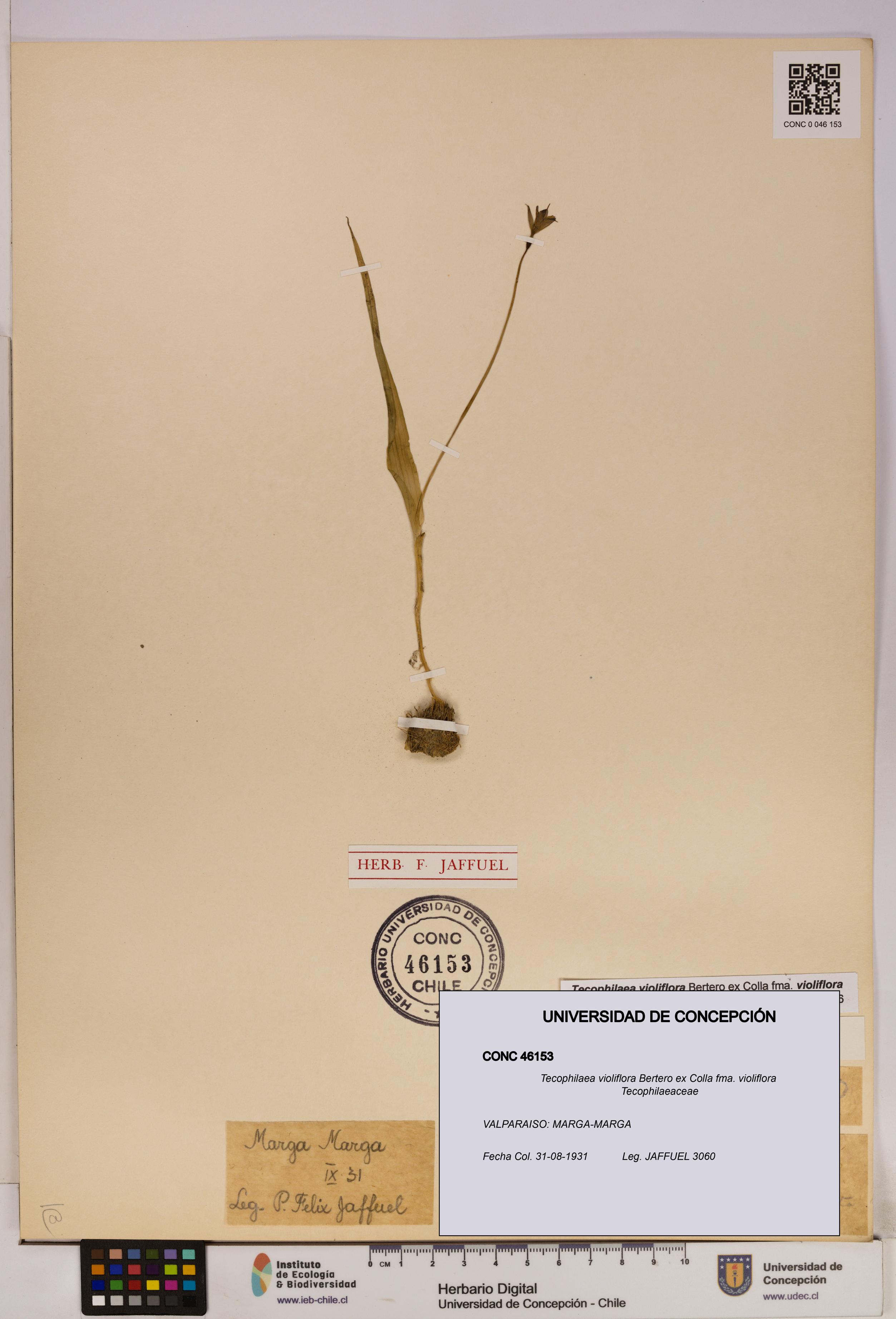 Tecophilaea violiflora fma. violiflora [Espécimen: UDEC:CONC:0046153]