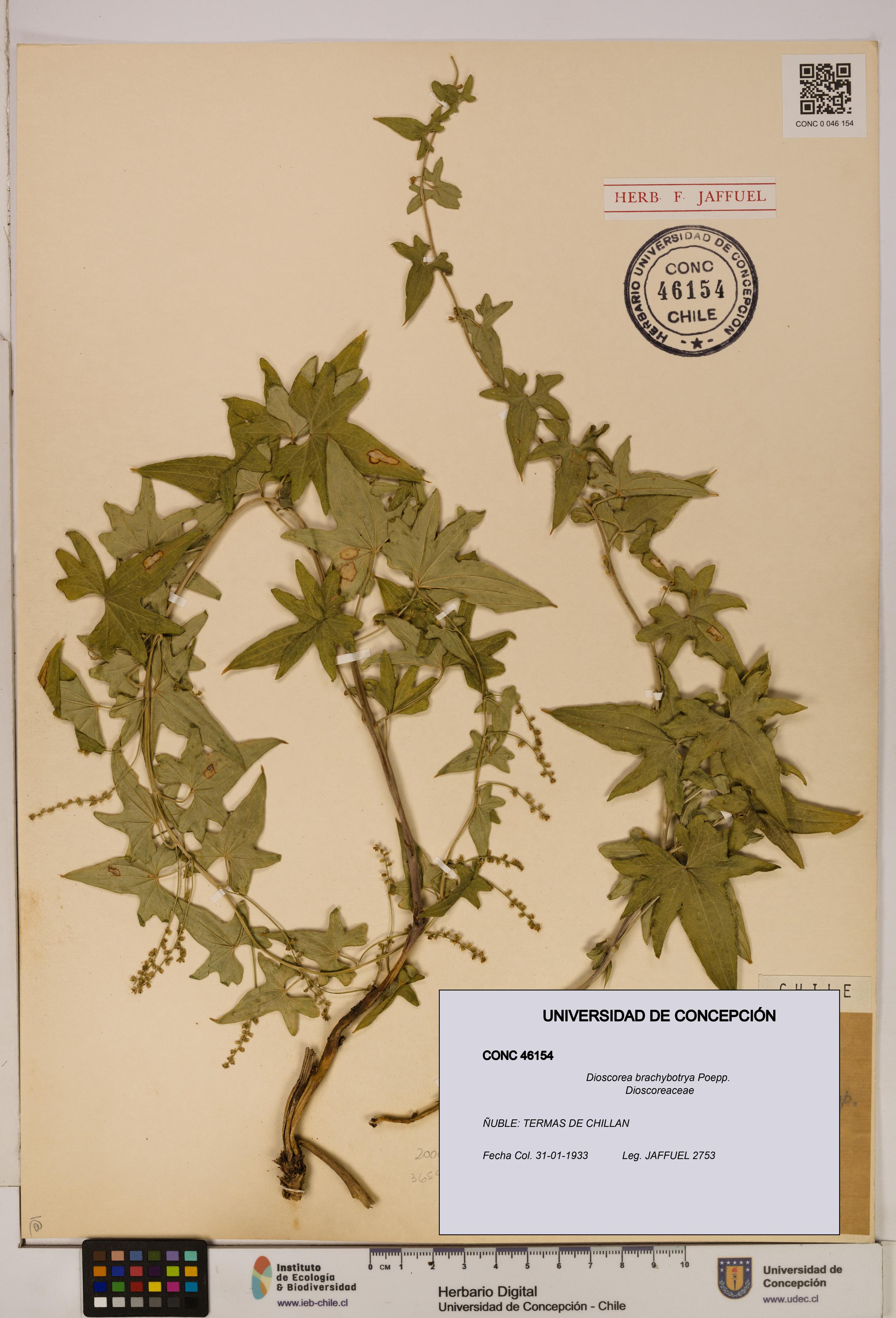 Dioscorea brachybotrya [Espécimen: ]