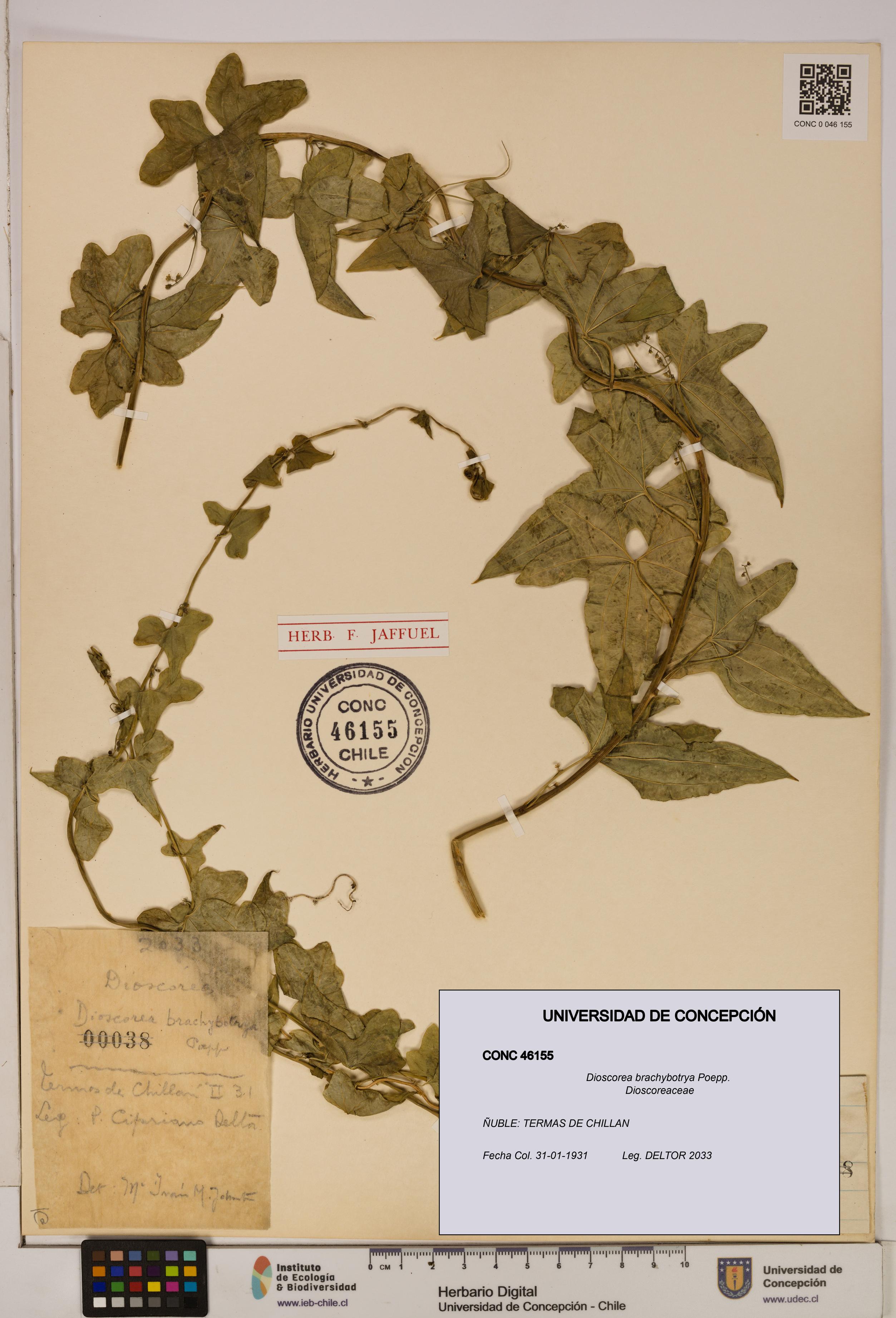 Dioscorea brachybotrya [Espécimen: ]