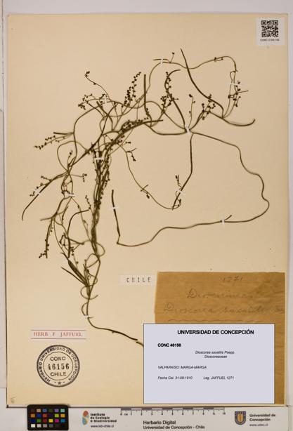 Dioscorea saxatilis [Espécimen: ]