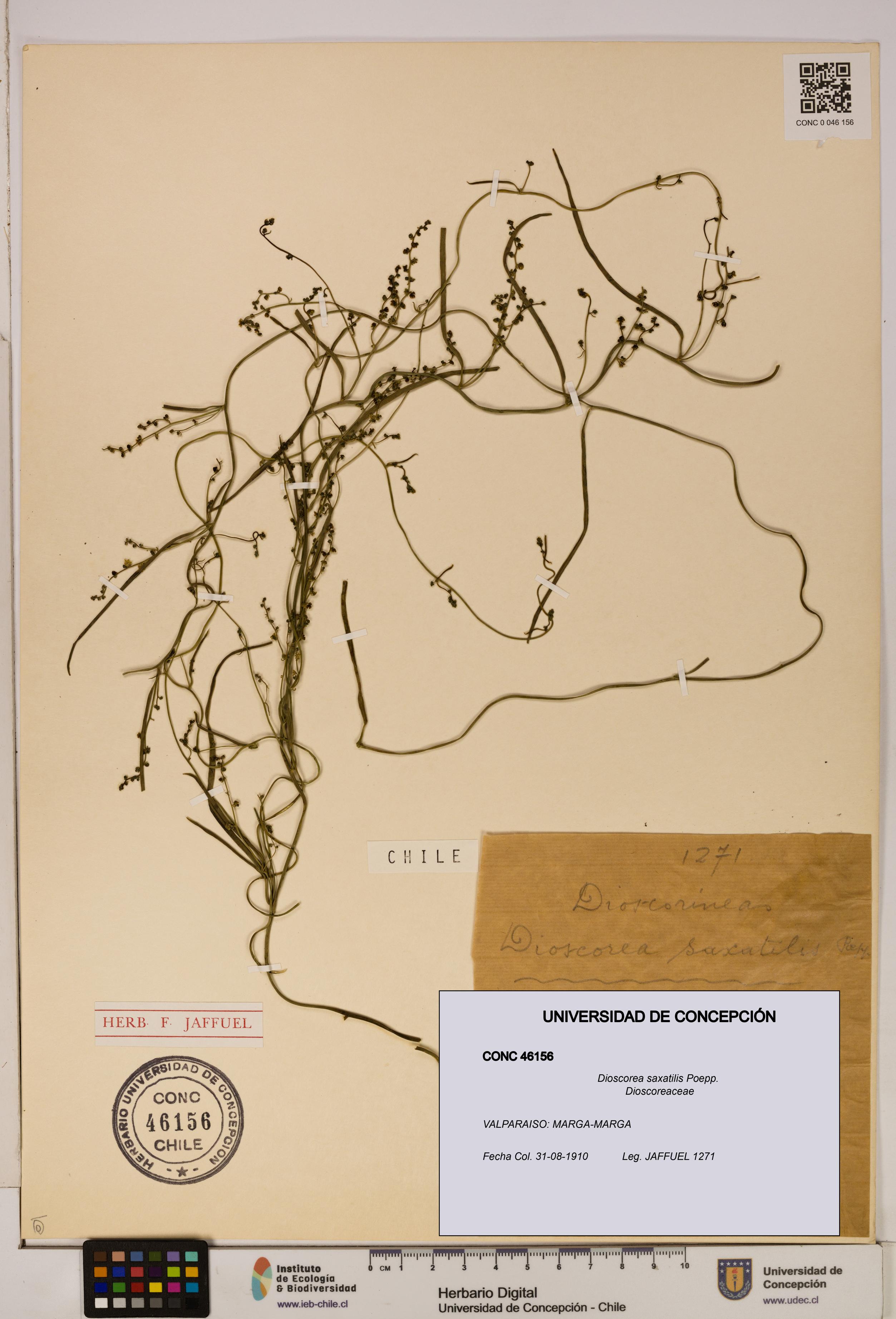 Dioscorea saxatilis [Espécimen: ]