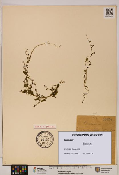Dioscorea sp. [Espécimen: ]