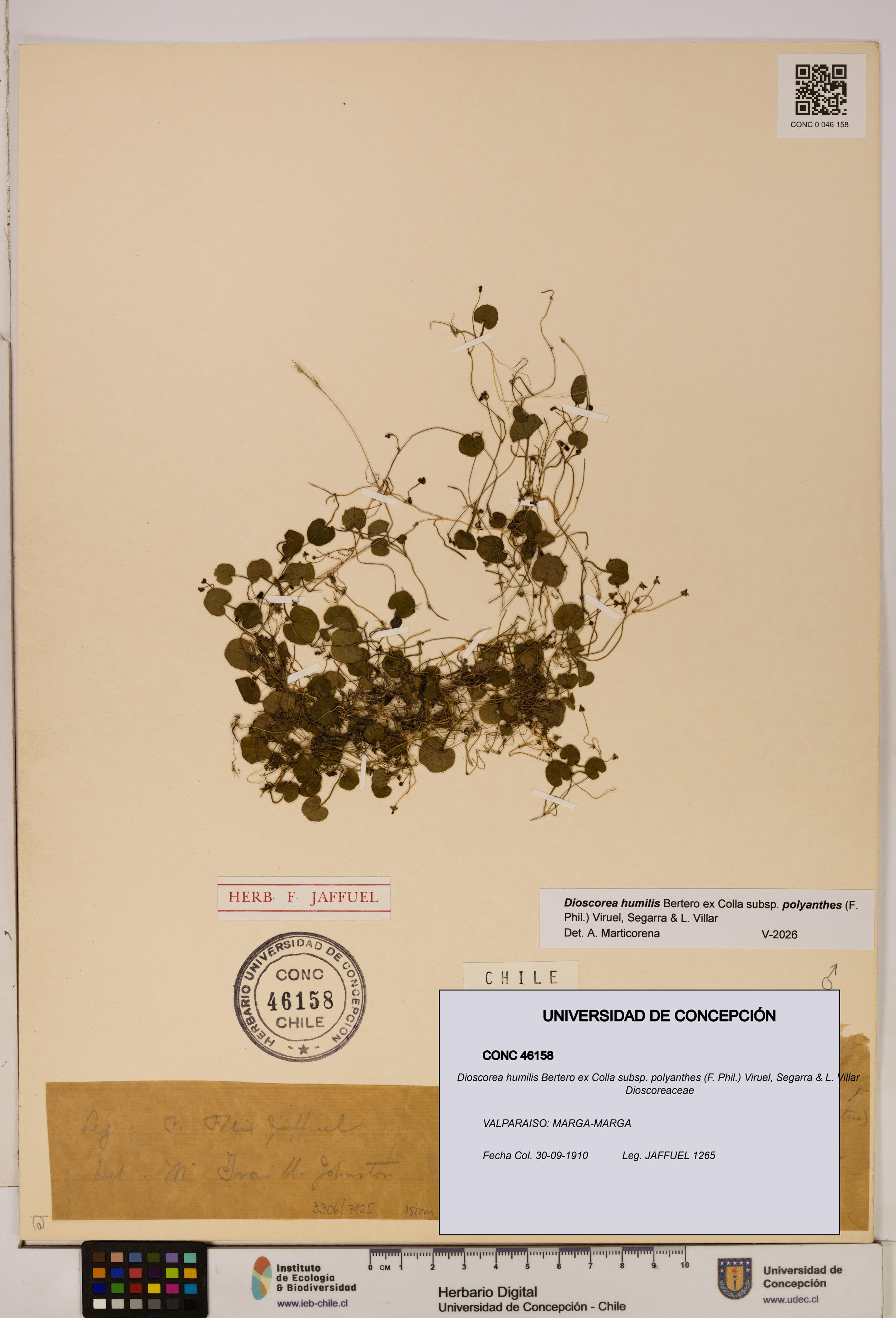 Dioscorea humilis [Espécimen: ]