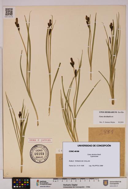 Carex decidua [Espécimen: UDEC:CONC:0046169]