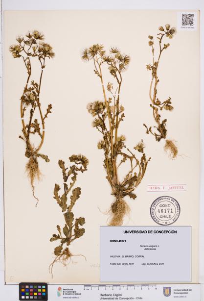 Senecio vulgaris [Espécimen: ]