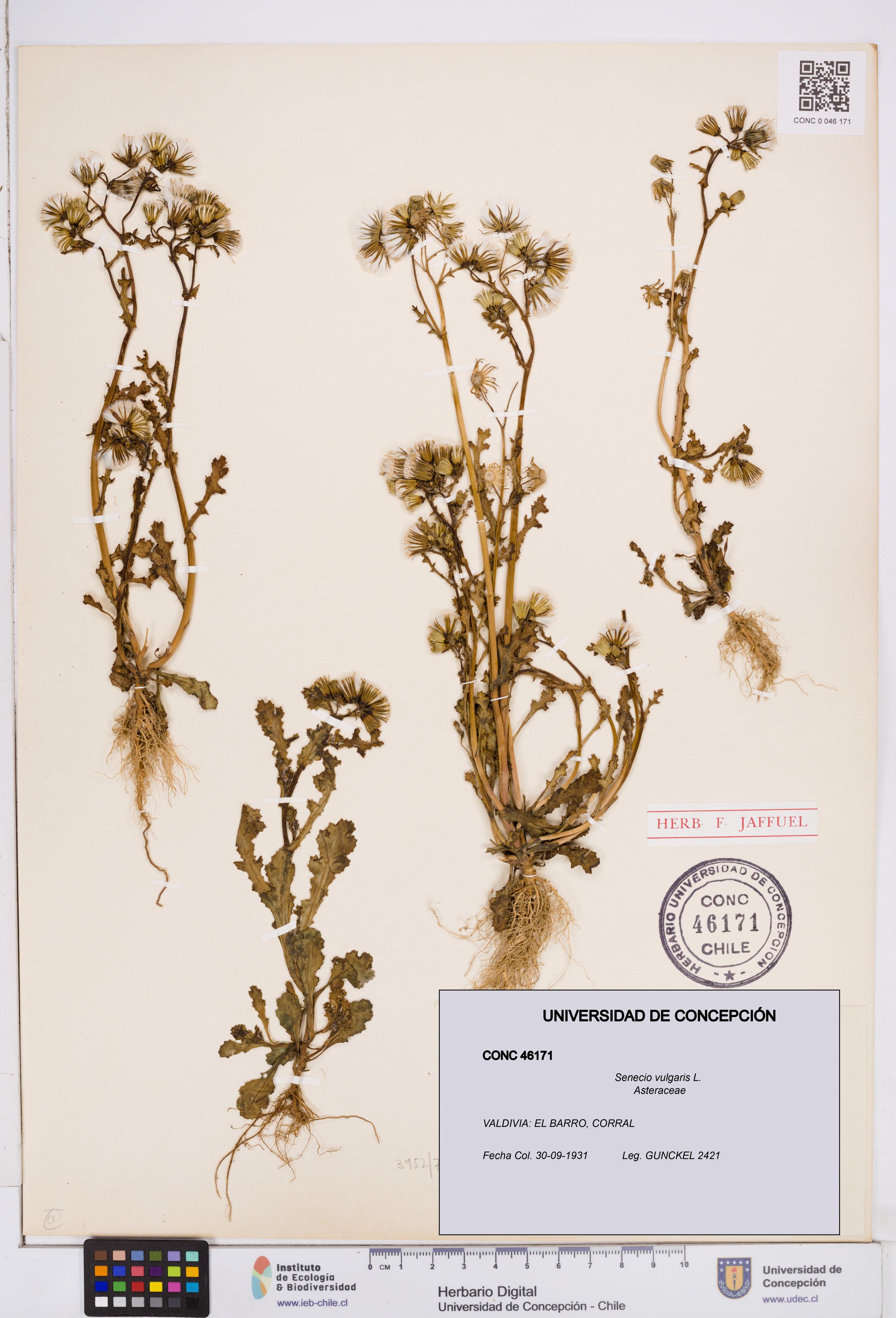 Senecio vulgaris [Espécimen: ]