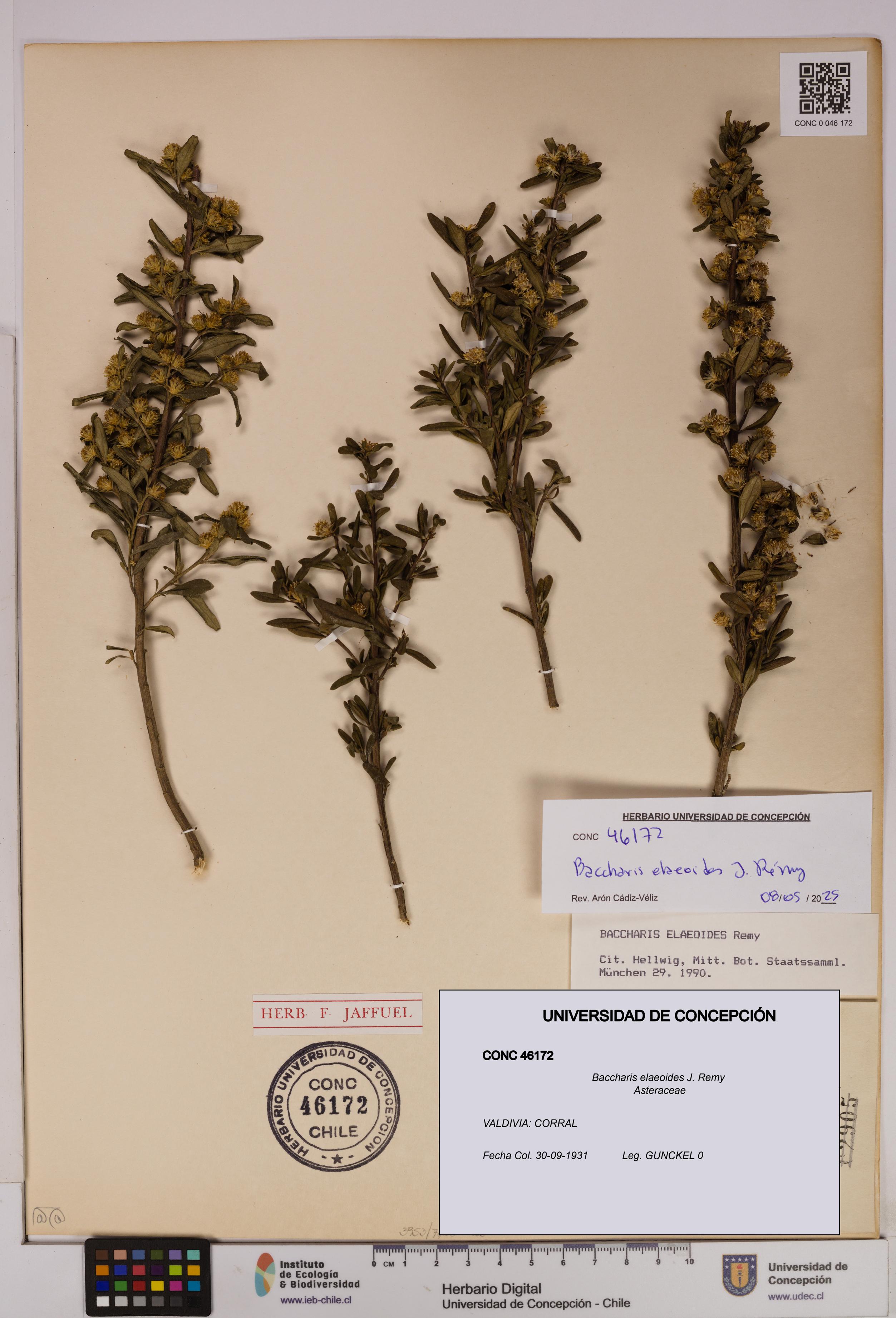 Baccharis elaeoides [Espécimen: UDEC:CONC:0046172]
