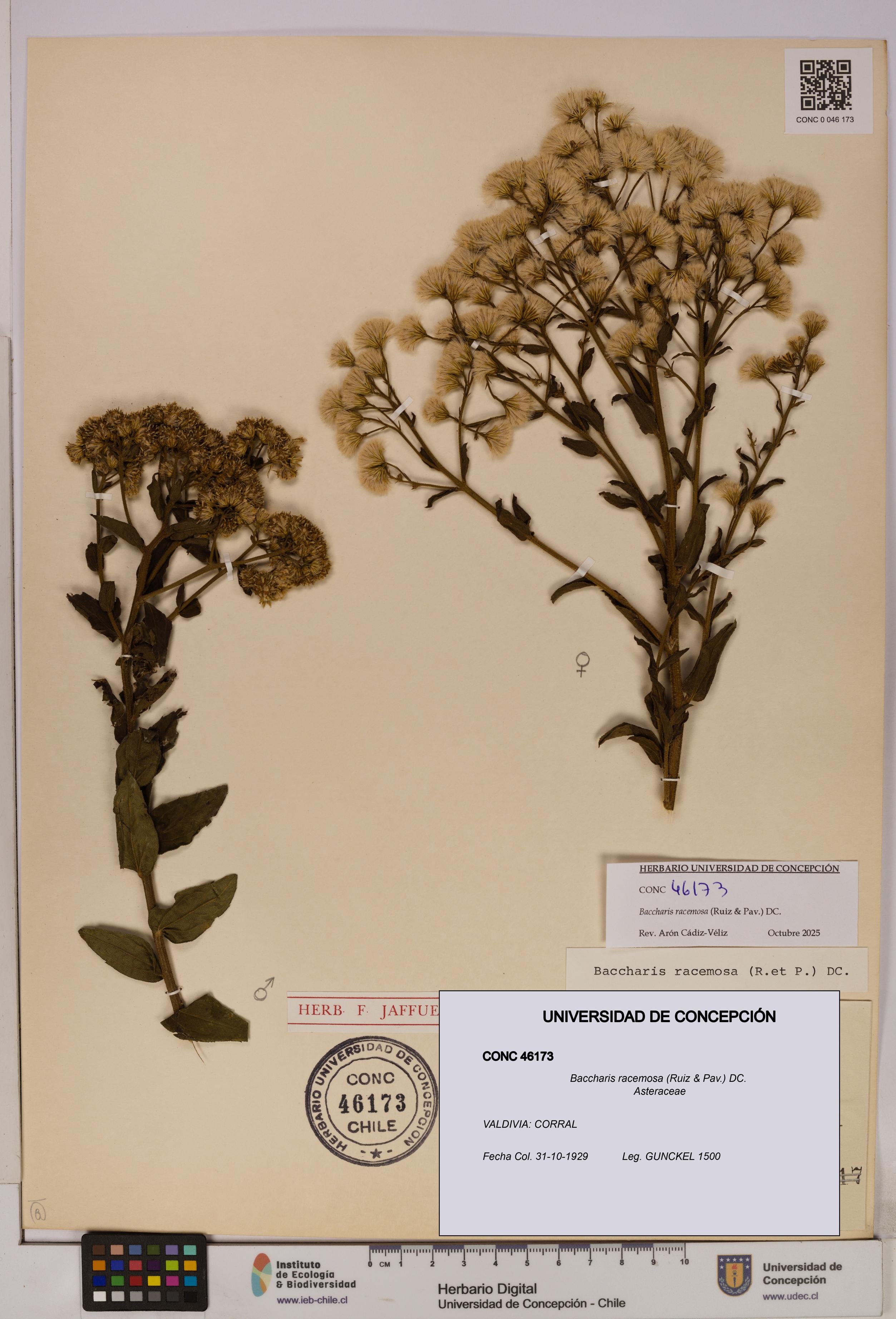 Baccharis racemosa [Espécimen: UDEC:CONC:0046173]