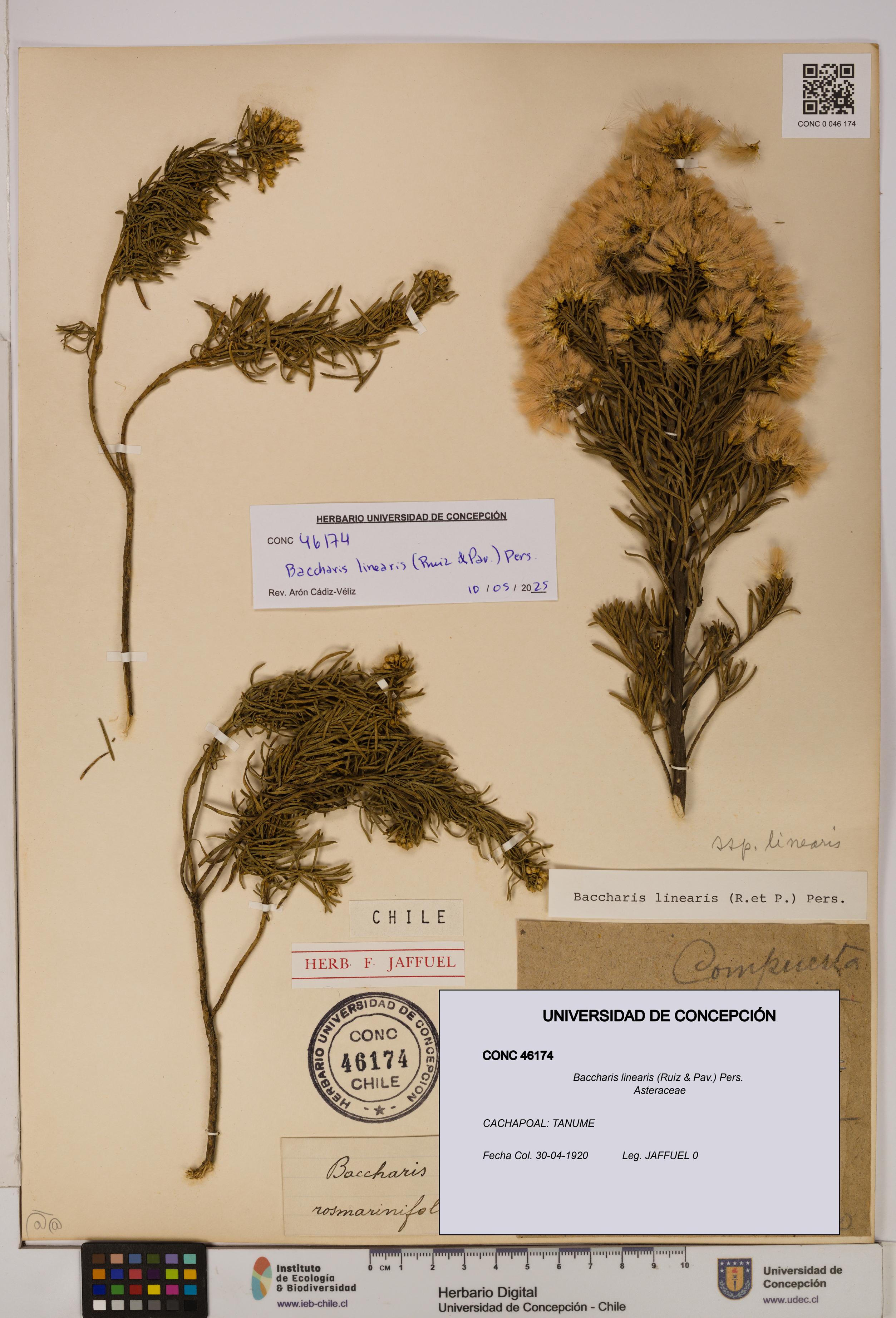 Baccharis linearis [Espécimen: UDEC:CONC:0046174]