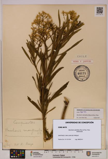 Baccharis salicifolia [Espécimen: UDEC:CONC:0046175]