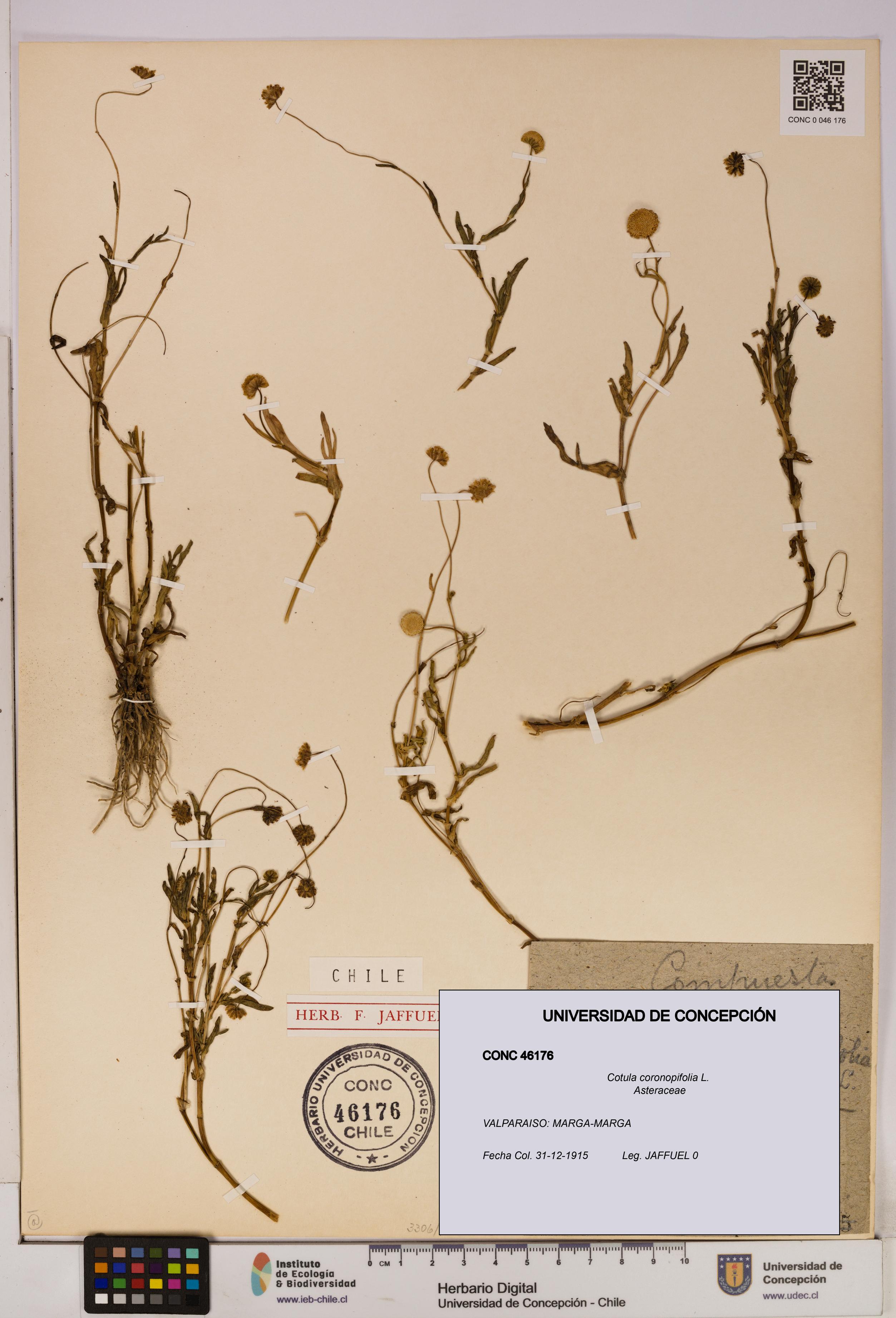 Cotula coronopifolia [Espécimen: UDEC:CONC:0046176]