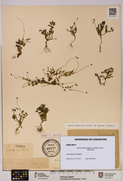 Cotula australis [Espécimen: UDEC:CONC:0046177]