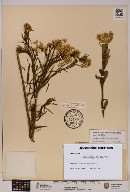 Baccharis salicifolia [Espécimen: UDEC:CONC:0046178]