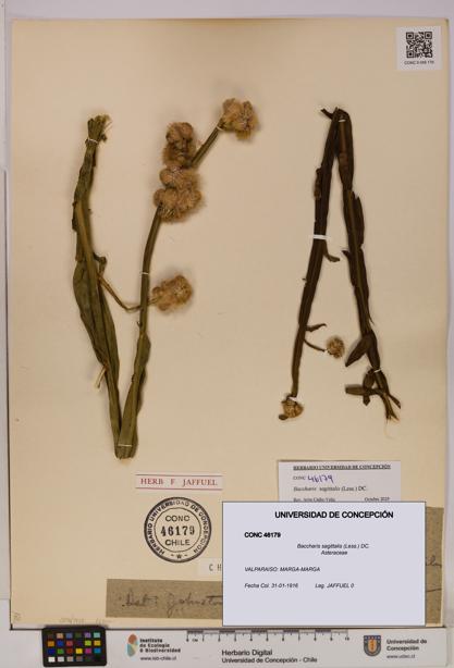 Baccharis sagittalis [Espécimen: UDEC:CONC:0046179]