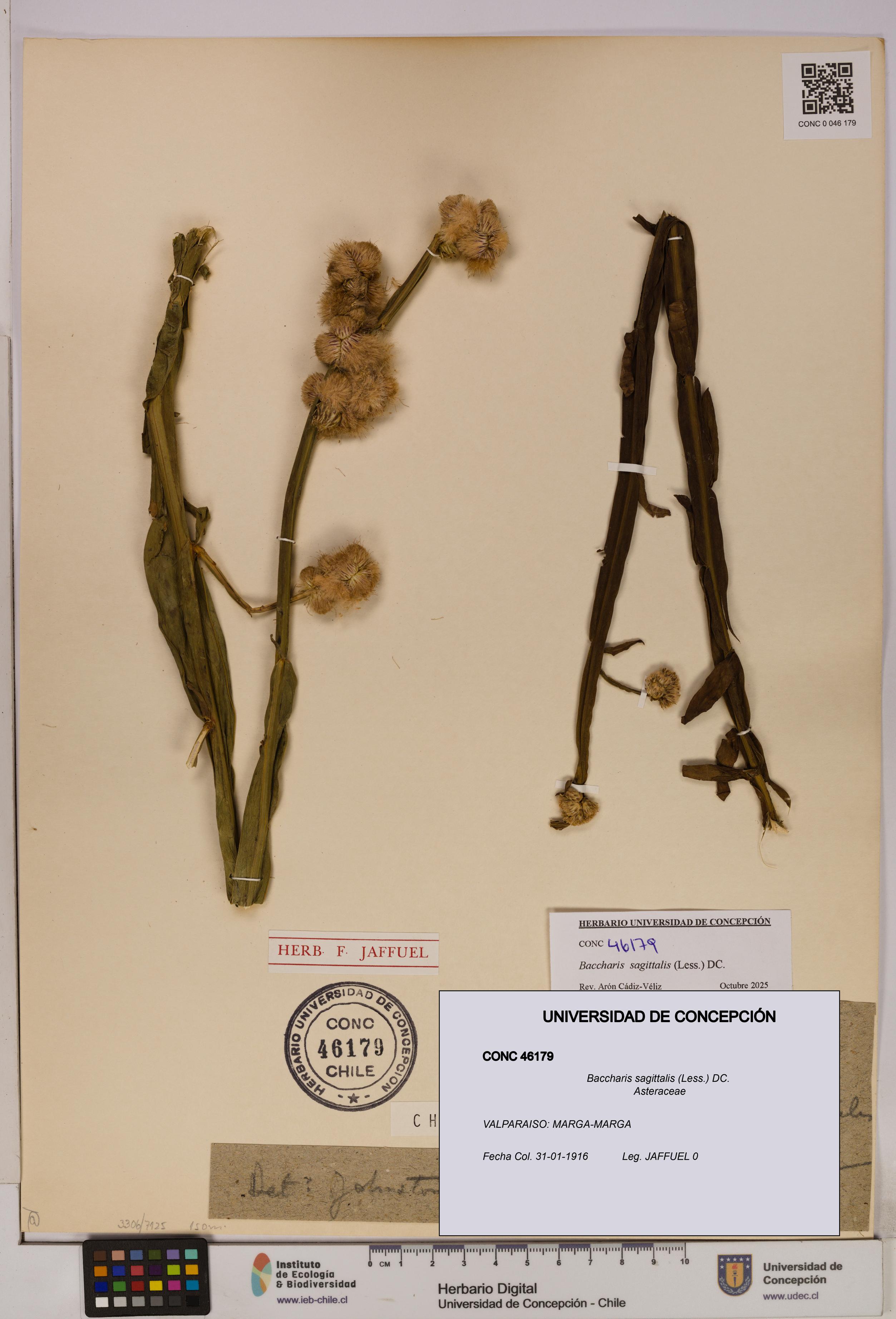 Baccharis sagittalis [Espécimen: UDEC:CONC:0046179]