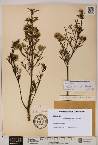 Baccharis linearis [Espécimen: UDEC:CONC:0046180]