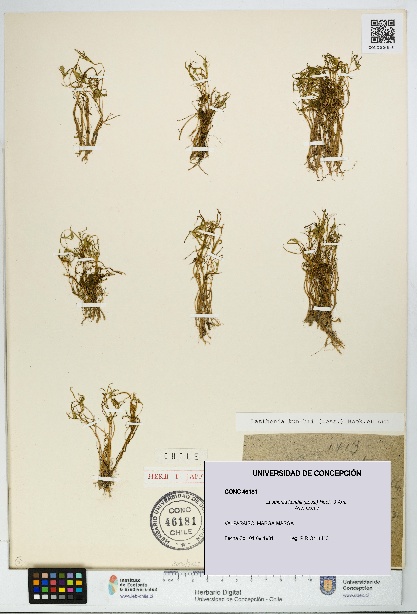 Lasthenia kunthii [Espécimen: UDEC:CONC:0046181]