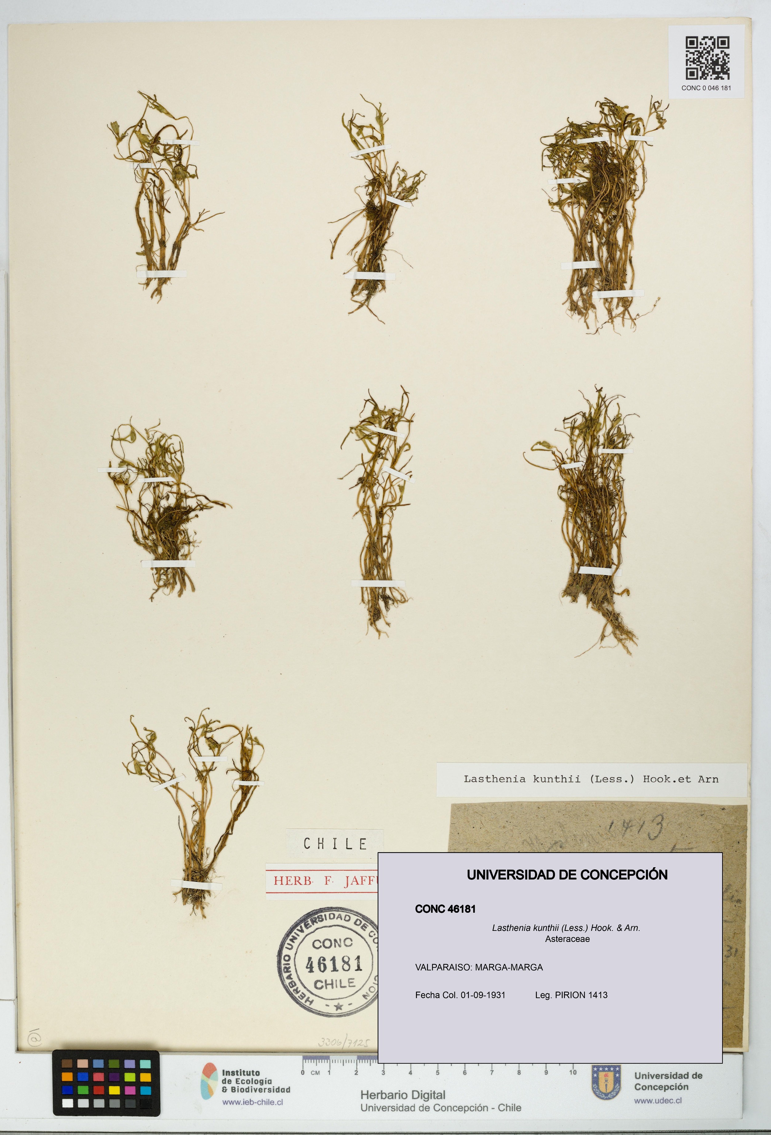 Lasthenia kunthii [Espécimen: UDEC:CONC:0046181]